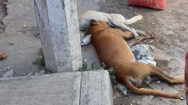 Colonos señalaron que no es la primera vez que sucede algo así