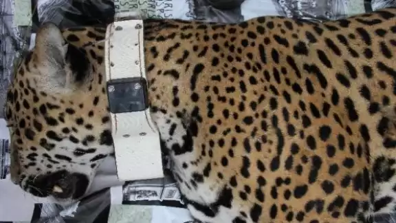 Ejidatarios llevan más de 10 años protegiendo especies en peligro de extinción como el jaguar Ejidatarios llevan más de 10 años protegiendo especies en peligro de extinción como el jaguar