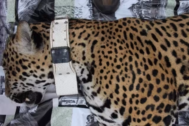 Ejidatarios llevan más de 10 años protegiendo especies en peligro de extinción como el jaguar