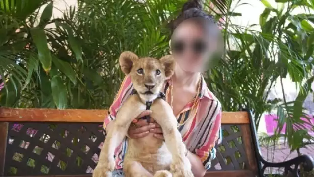 Activistas pidieron justicia para animales salvajes explotados como atractivo turístico en Quintana Roo