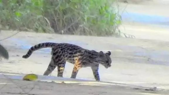 El felino representa una edad adolescente El felino representa una edad adolescente