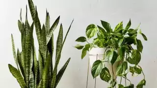 Las plantas pueden ser ubicadas en el interior como decoración