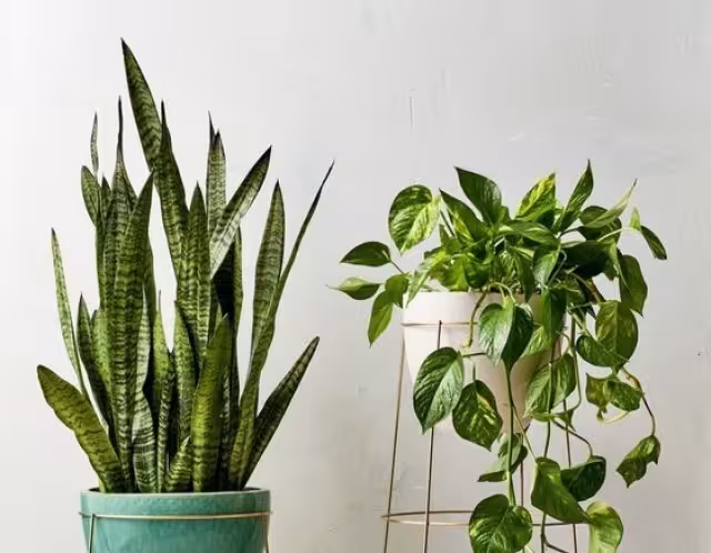 Las plantas pueden ser ubicadas en el interior como decoración