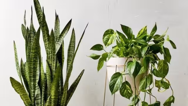 Las plantas pueden ser ubicadas en el interior como decoración