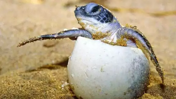 Tortuga Carey saliendo del huevo. Foto: Televisa