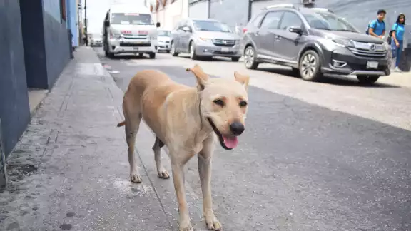 En Yucatán se han registrado 141 ataques: 124 por caninos; ningún caso de rabia. En Yucatán se han registrado 141 ataques: 124 por caninos; ningún caso de rabia.
