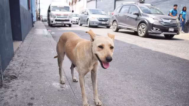 En Yucatán se han registrado 141 ataques: 124 por caninos; ningún caso de rabia.