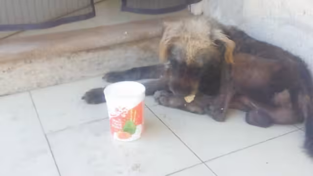 En la actualidad proliferan los animales en las calles, por ello la necesidad de realizar una Campaña de Esterilización