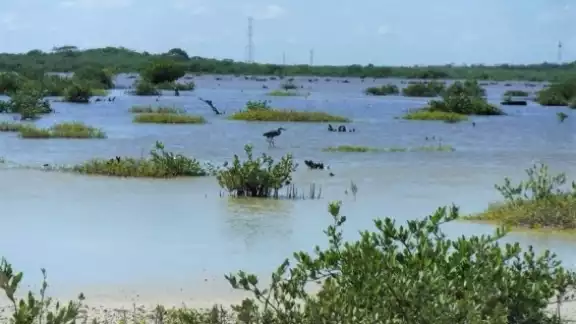 Una reciente actualización arrojó un aumento de esta zona de la flora acuática a partir de 2015