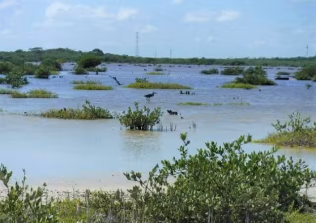 Una reciente actualización arrojó un aumento de esta zona de la flora acuática a partir de 2015