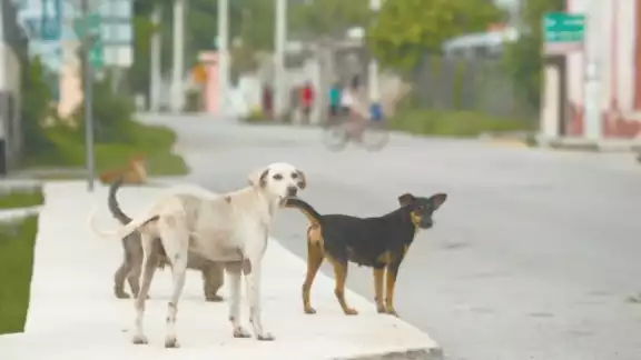 Van 100 perros envenenados en Seyé, ciudadanía vive preocupada Van 100 perros envenenados en Seyé, ciudadanía vive preocupada