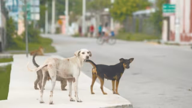 Van 100 perros envenenados en Seyé, ciudadanía vive preocupada