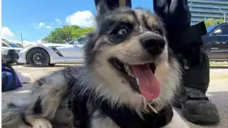 Oreo es una perrita de color gris plateado con blanco y es de raza Pomeranian Husky