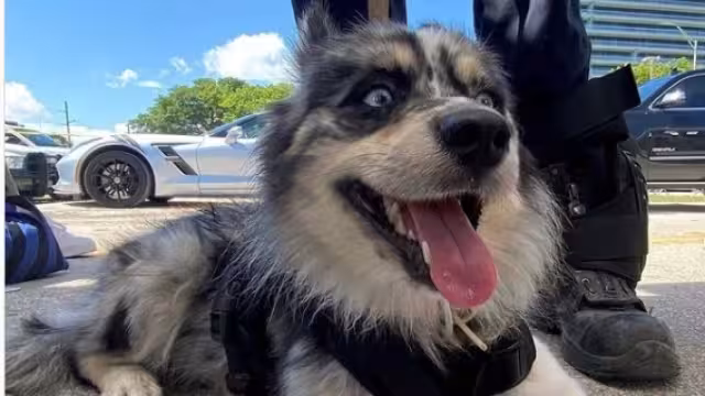 Oreo es una perrita de color gris plateado con blanco y es de raza Pomeranian Husky
