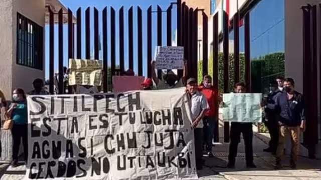 Pocas plantas porcícolas de Yucatán tienen el MIA