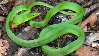 La serpiente mide entre 1.5 y 3 metros de largo