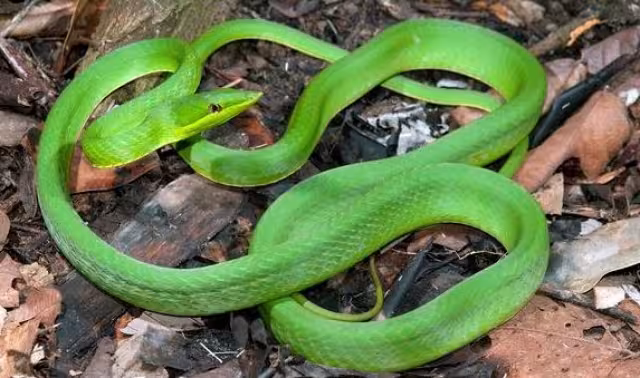 La serpiente mide entre 1.5 y 3 metros de largo