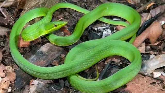 La serpiente mide entre 1.5 y 3 metros de largo