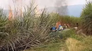 Los cañeros alejaron a los insectos del hombre con las mismas plantas, varios terminaron con aguijones en el cuerpo