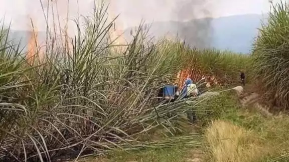 Los cañeros alejaron a los insectos del hombre con las mismas plantas, varios terminaron con aguijones en el cuerpo Los cañeros alejaron a los insectos del hombre con las mismas plantas, varios terminaron con aguijones en el cuerpo