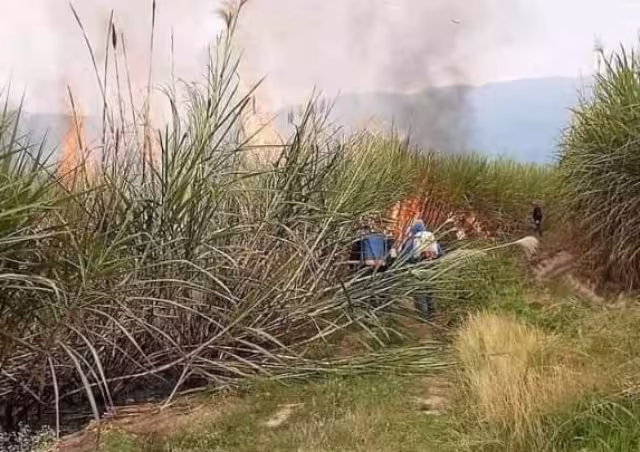 Los cañeros alejaron a los insectos del hombre con las mismas plantas, varios terminaron con aguijones en el cuerpo