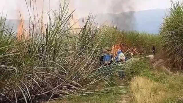 Los cañeros alejaron a los insectos del hombre con las mismas plantas, varios terminaron con aguijones en el cuerpo