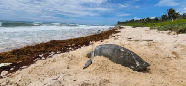 La invasión hotelera a las playas de Xcacel-Xcacelito amenaza el área de reproducción de reptiles