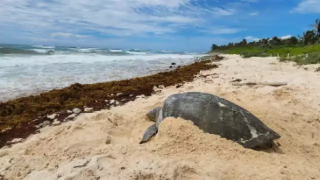 La invasión hotelera a las playas de Xcacel-Xcacelito amenaza el área de reproducción de reptiles