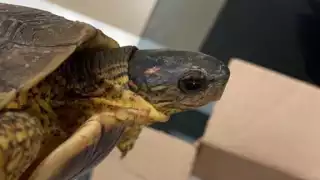 La tortuga pretendía ser llevada a la ciudad de Monterrey, Nuevo León, sin documentación