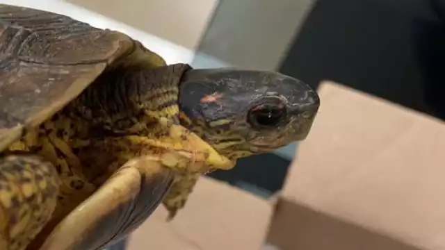 La tortuga pretendía ser llevada a la ciudad de Monterrey, Nuevo León, sin documentación