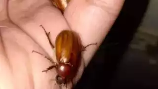 Plaga de cuclines cunde a Sinanché por la temporada de lluvias 