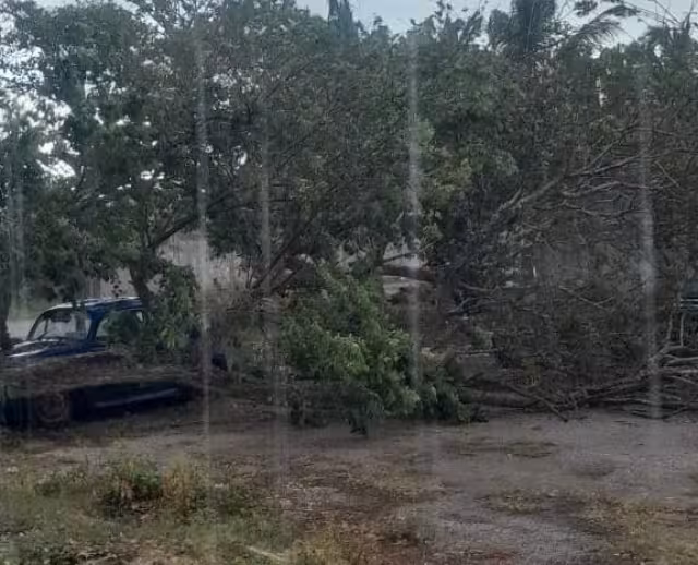 Violenta tromba golpea Champotón y derriba árbol sobre vehículos