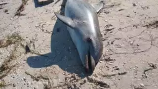 Foto: Alejandro Collí