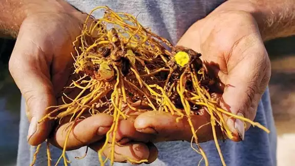 El chilcuague es un nombre de origen náhuatl proveniente de la voz “chilmecatl”