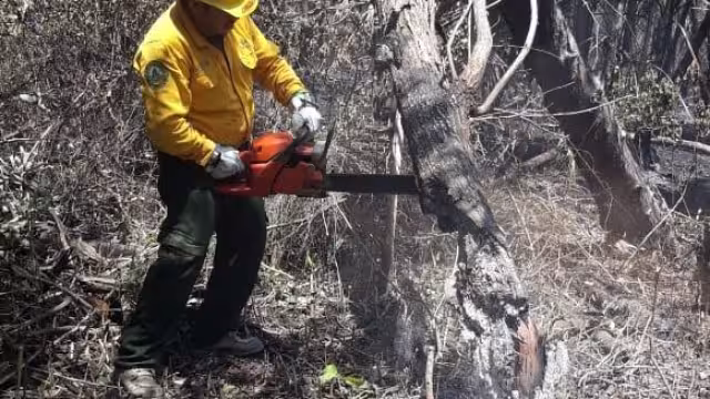 Conafor controla el 90% del incendio forestal en la carretera Uvero y Mahahual