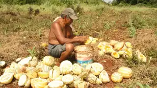 Chigua en crisis: precios desplomados y menos siembra en Iturbide, Hopelchén