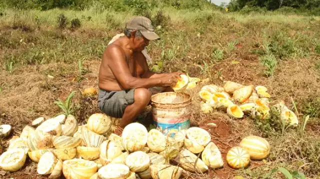 2025: el peor año para la chigua en Campeche
