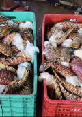 Se preparan para la captura de langosta en Yucatán