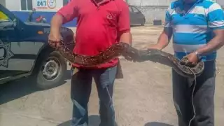 Capturan serpiente de 3 metros en Espita: Foto
