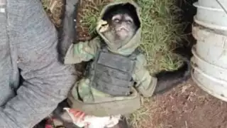 Autoridades confirmaron que el primate era mascota del sujeto abatido; lo alimentaba y le ponían pañal