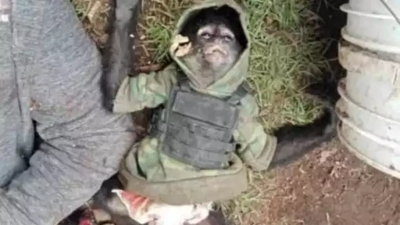 Autoridades confirmaron que el primate era mascota del sujeto abatido; lo alimentaba y le ponían pañal Autoridades confirmaron que el primate era mascota del sujeto abatido; lo alimentaba y le ponían pañal