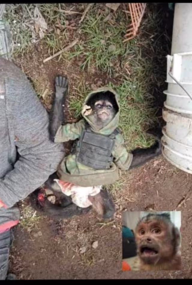 Autoridades confirmaron que el primate era mascota del sujeto abatido; lo alimentaba y le ponían pañal
