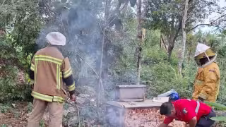 Alertan por riesgo de enjambre de abejas ante el calor en Felipe Carrillo Puerto