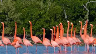 Dzilam de Bravo es conocido como un puerto dedicado a la pesca