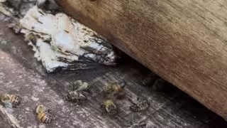 Apicultores piden investigan muerte masiva de abejas en apiarios de Hopelchén