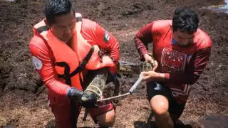 Se cree que por las fuertes precipitaciones pluviales este animal salió de su habitad