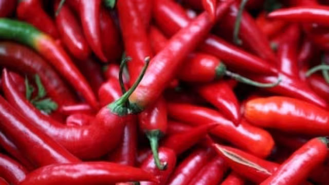 Entre los ciles, el habanero es de los más picantes, pero hay algunos mucho perores, descubre cuáles son