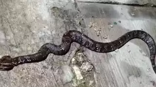 Atrapan en casa de una familia de Valladolid a una serpiente Huolpoch, de las más venenosas que hay en Yucatán