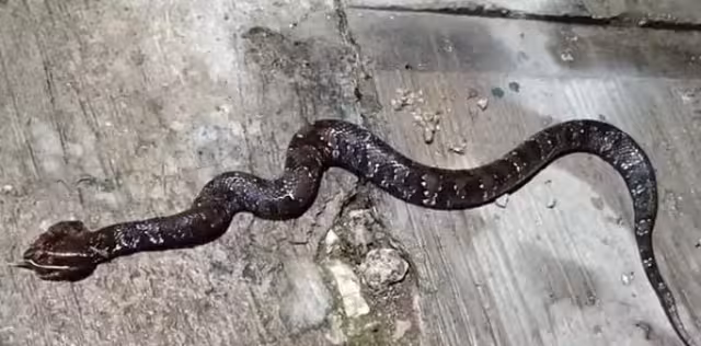 La serpiente Huolpoch entró a casa de una familia en Valladolid