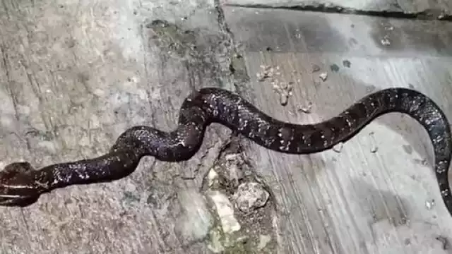 La serpiente Huolpoch entró a casa de una familia en Valladolid